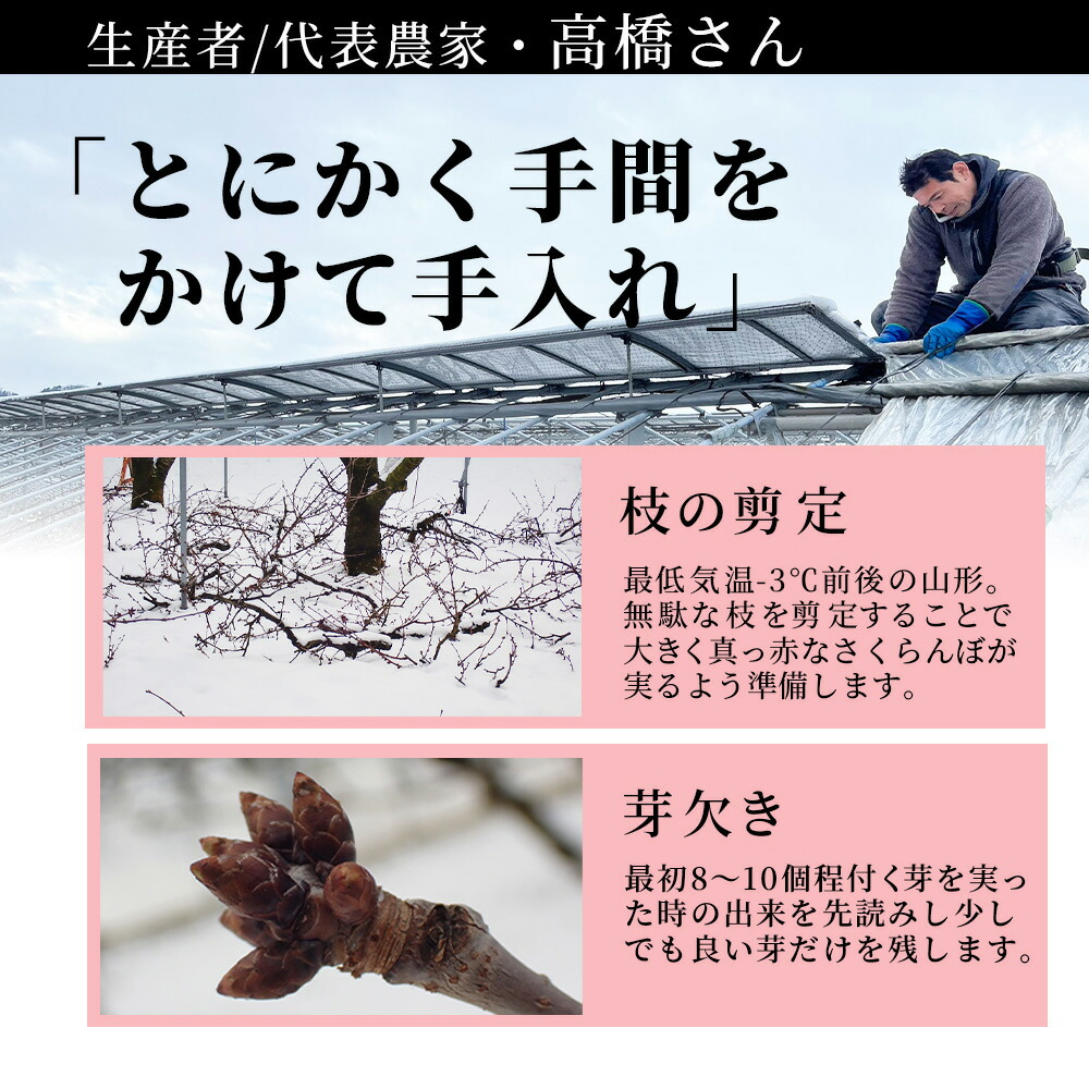 お中元 ギフト さくらんぼ 佐藤錦 or 紅秀峰 1kg 秀品 贈答 L/2Lサイズ