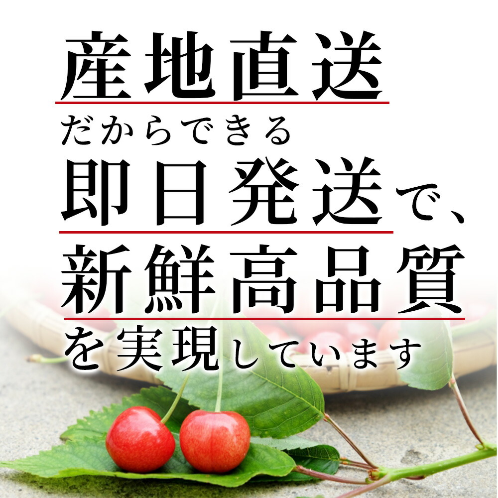 さくらんぼ 佐藤錦 1kg（500g×2） 秀品 ギフト 贈答 L/2Lサイズ 山形