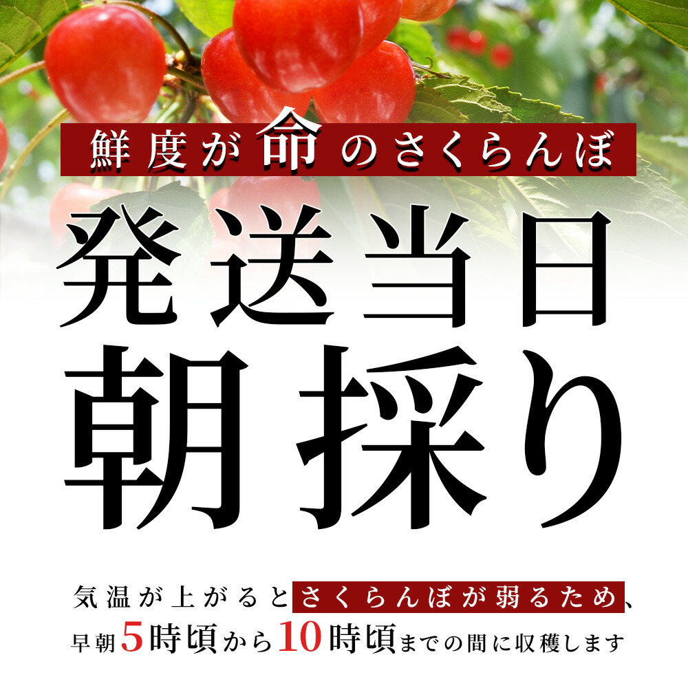 さくらんぼ 佐藤錦 or 紅秀峰 500g 特秀品 鏡詰め ギフト 贈答 2L