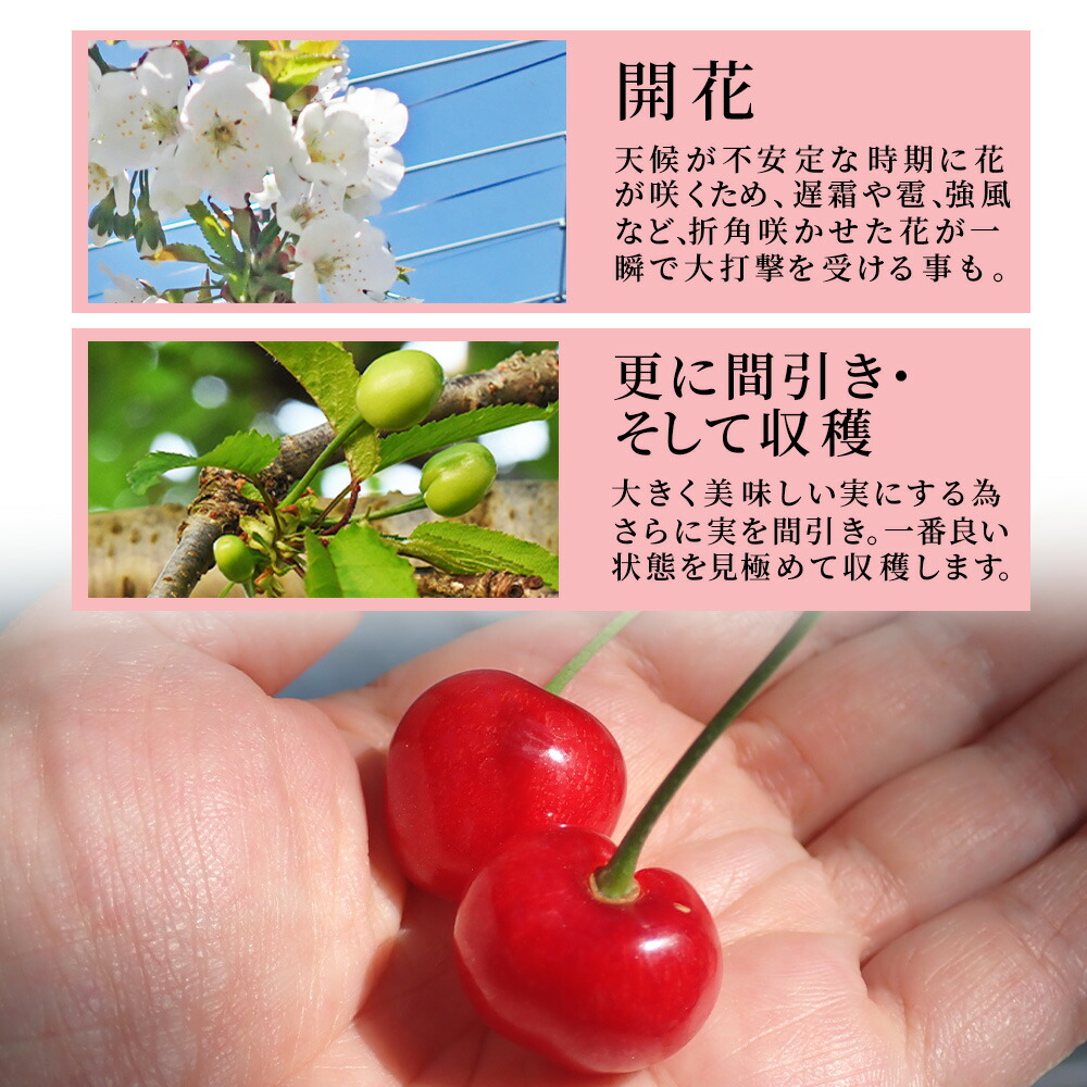 さくらんぼ 佐藤錦 or 紅秀峰 500g 特秀品 鏡詰め ギフト 贈答 2L