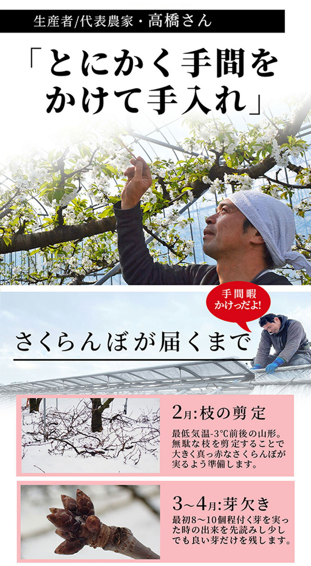 只今お届け中 さくらんぼ ギフト 佐藤錦 or 紅秀峰 2L玉 300g 鏡詰め