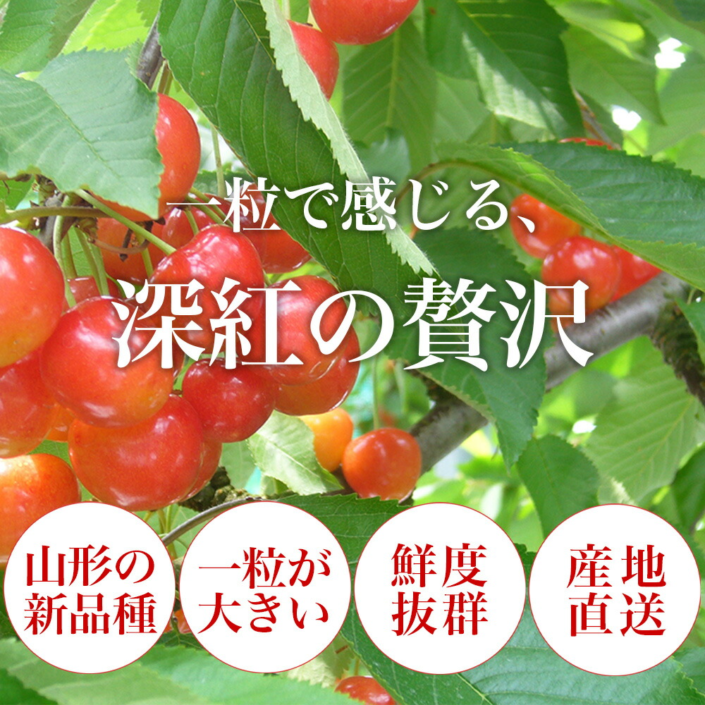 山形県産 さくらんぼ 紅王 秀品 3L 100g×2パック ギフト箱入り大粒 2L