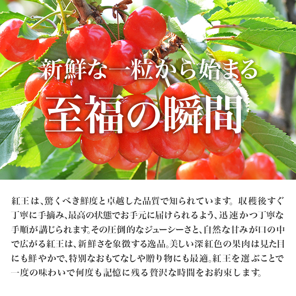 山形県産 さくらんぼ 紅王 秀品 3L 100g×2パック ギフト箱入り大粒 2L