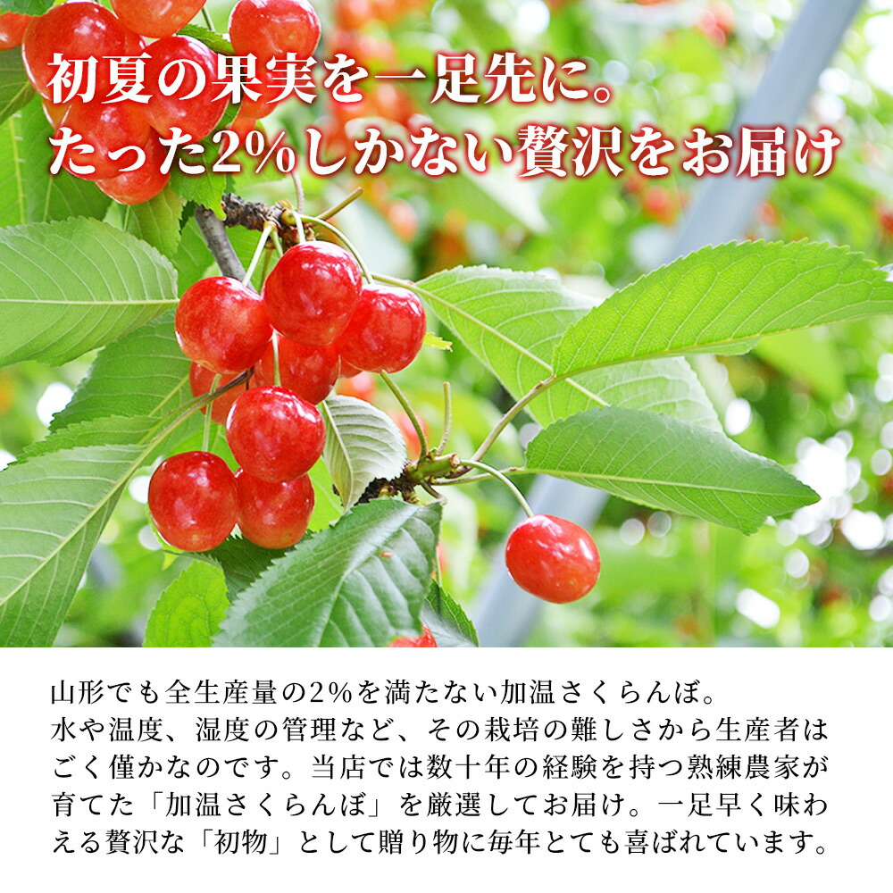 さくらんぼ 佐藤錦 L玉 300g 鏡詰め 山形 特秀 ギフト 山形県産 2026