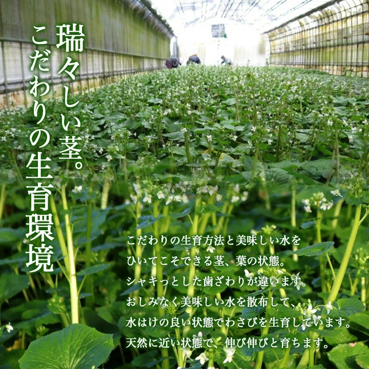 みずみずしい茎