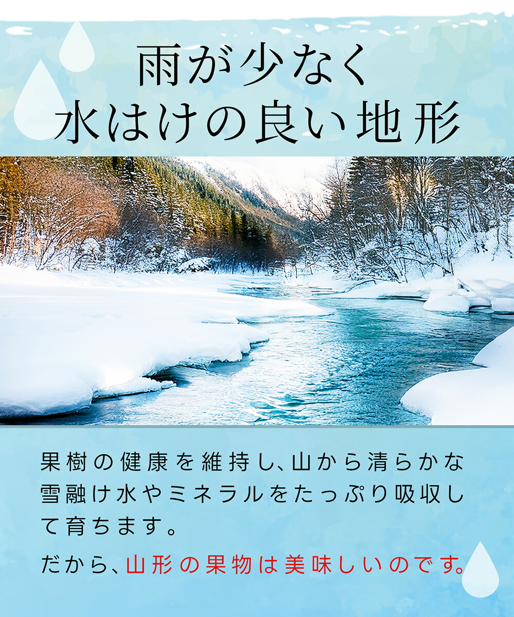りんご はるか 2kg 5〜8玉前後 蜜入り 山形県産 自家用 黄色 リンゴ