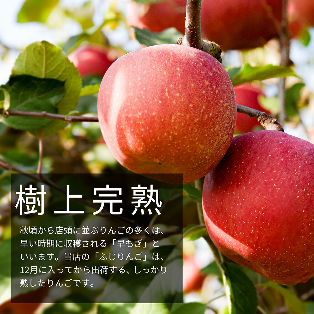 りんご 秀品 3kg ギフト サンふじ 山形県産 御歳暮 贈答用 リンゴ