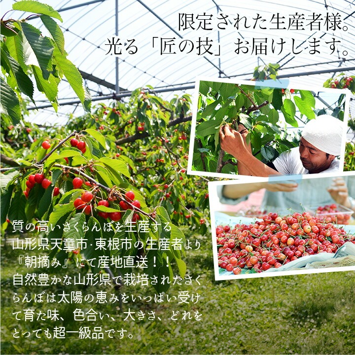 さくらんぼ 紅秀峰 700g (350g×2) 秀品 ギフト 贈答 2Lサイズ 山形