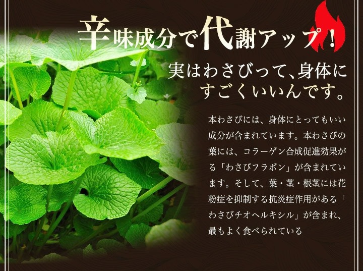 2025年1月中旬発送 先行予約】 本わさび 1〜4本 約150g 無農薬