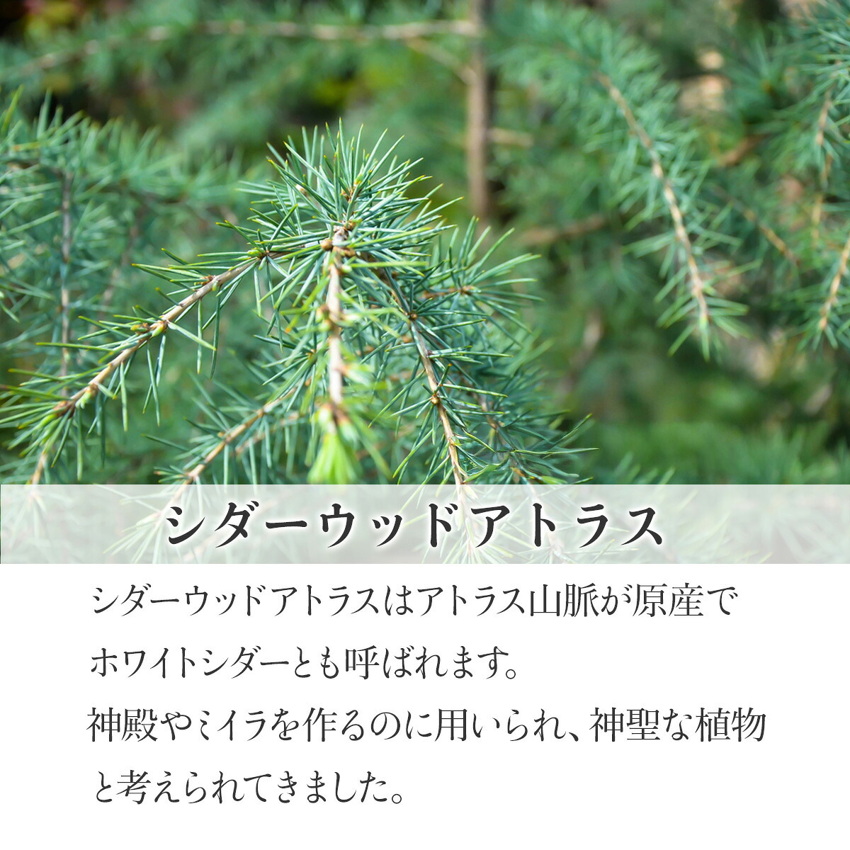 cedarwood30-03.jpg
