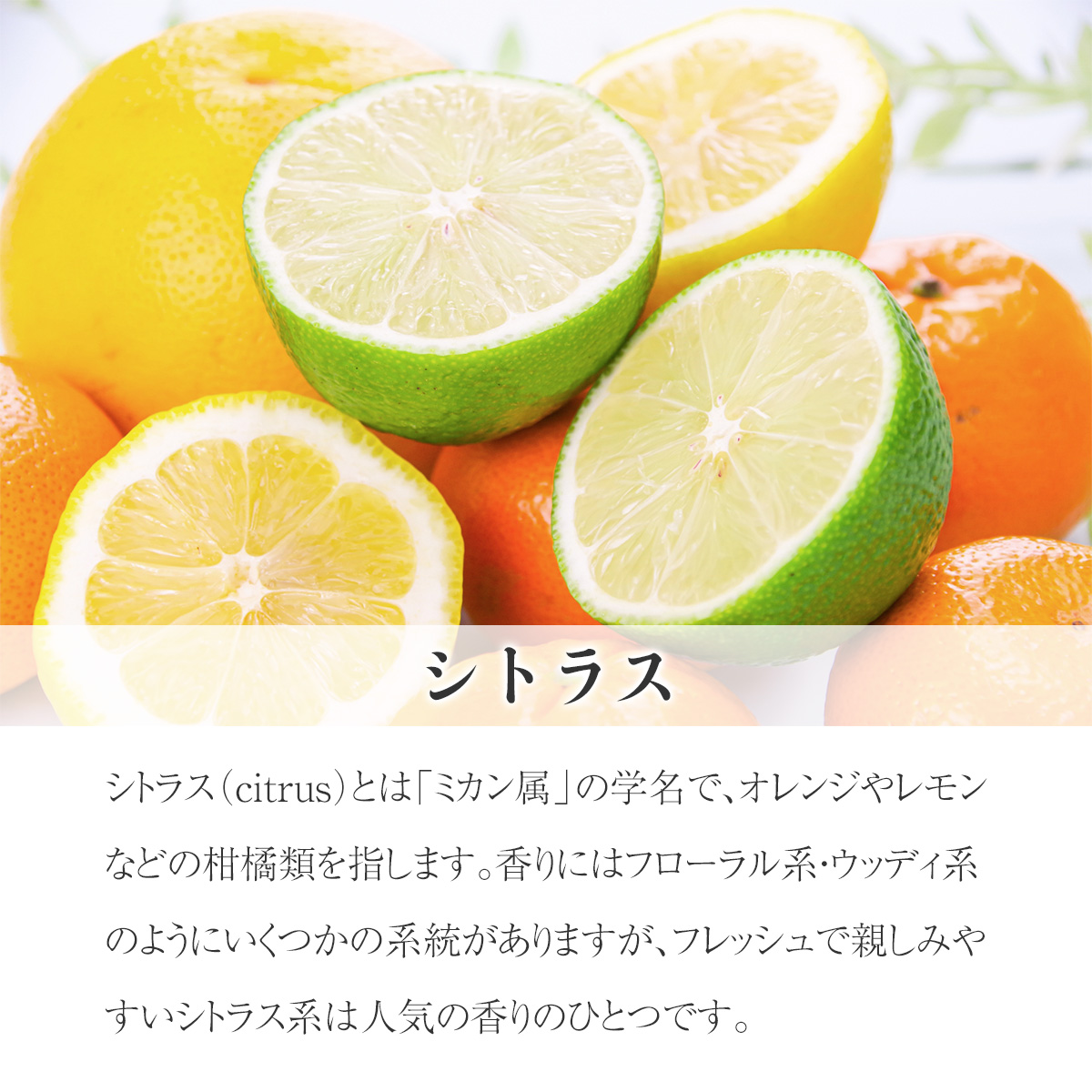 エッセンシャルオイル 柑橘系と桜 各1000ml 楽天市場】シトラス 20ml ブレンド精油 柑橘 ブレンドアロマ