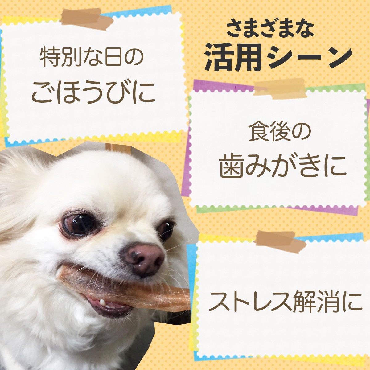 国産　牛アキレス　無添加・無着色　規格外　８００ｇ　２個セット　犬おやつ　ガム 国産牛アキレス無添加・無着色規格外800g2個セット犬おやつガム