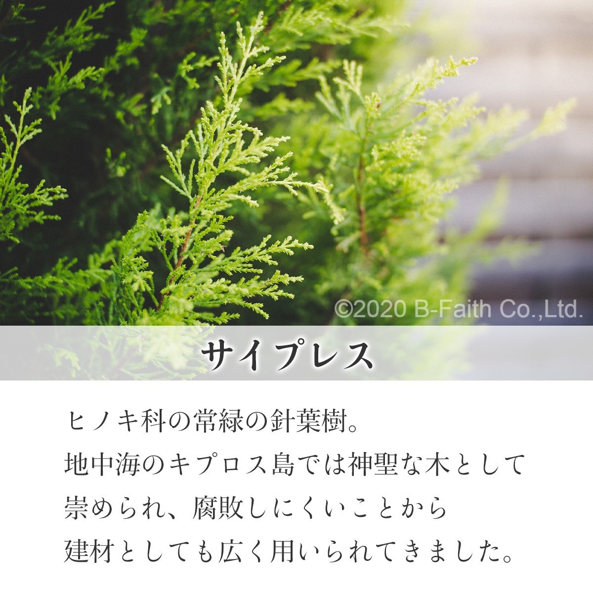 天然100% サイプレスオイル 30ml 精油 アロマオイル : 雑貨イズム
