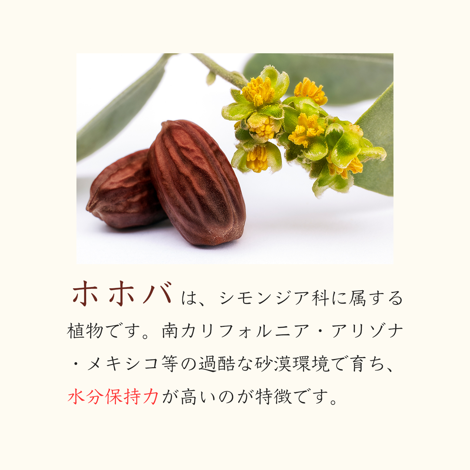 無添加 未精製 ゴールデン ホホバオイル オーガニック 50mL キャリアオイル JOJOBA OIL :0726-001914:雑貨イズム - 通販  - Yahoo!ショッピング