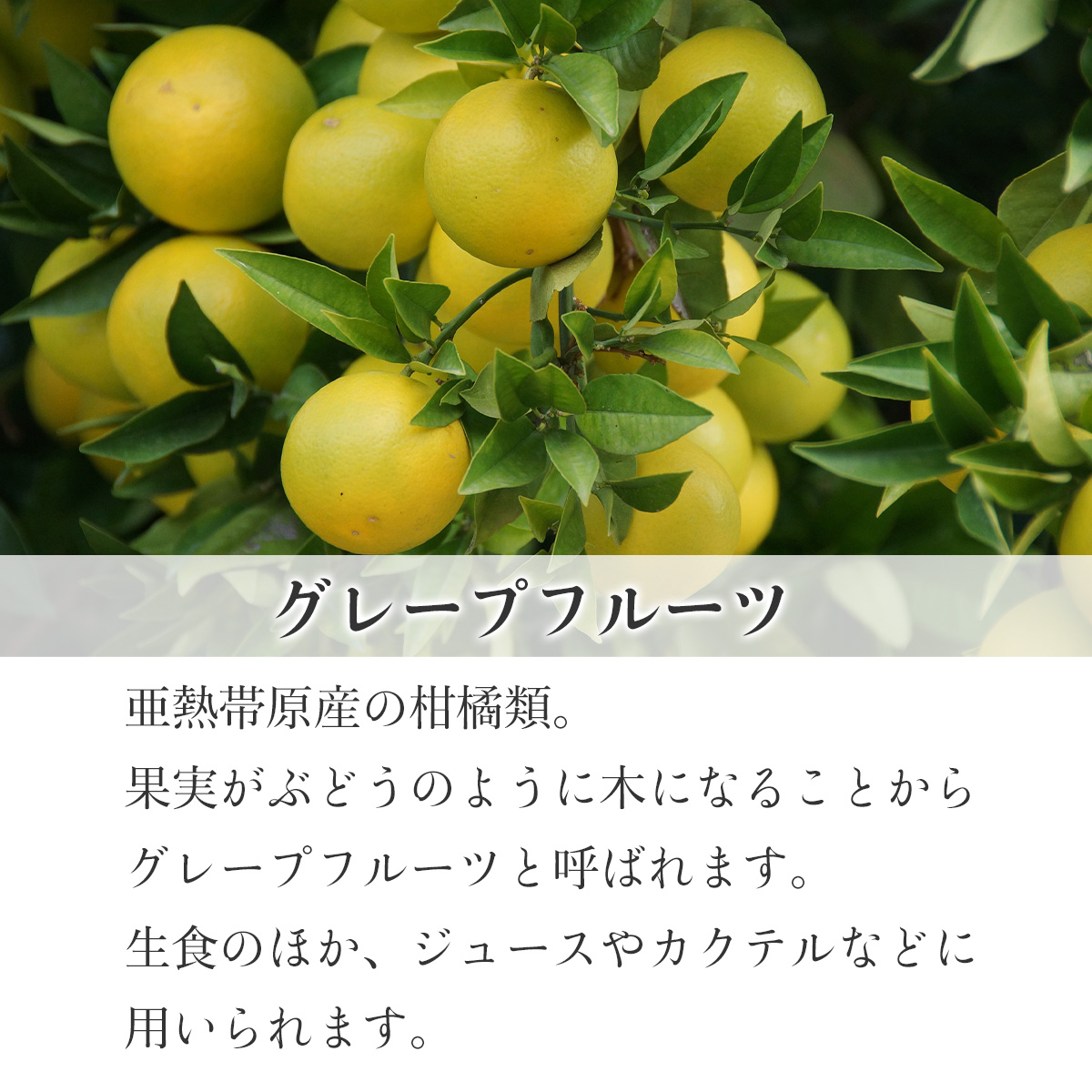 グレープフルーツ 精油 20ml アロマオイル エッセンシャルオイル