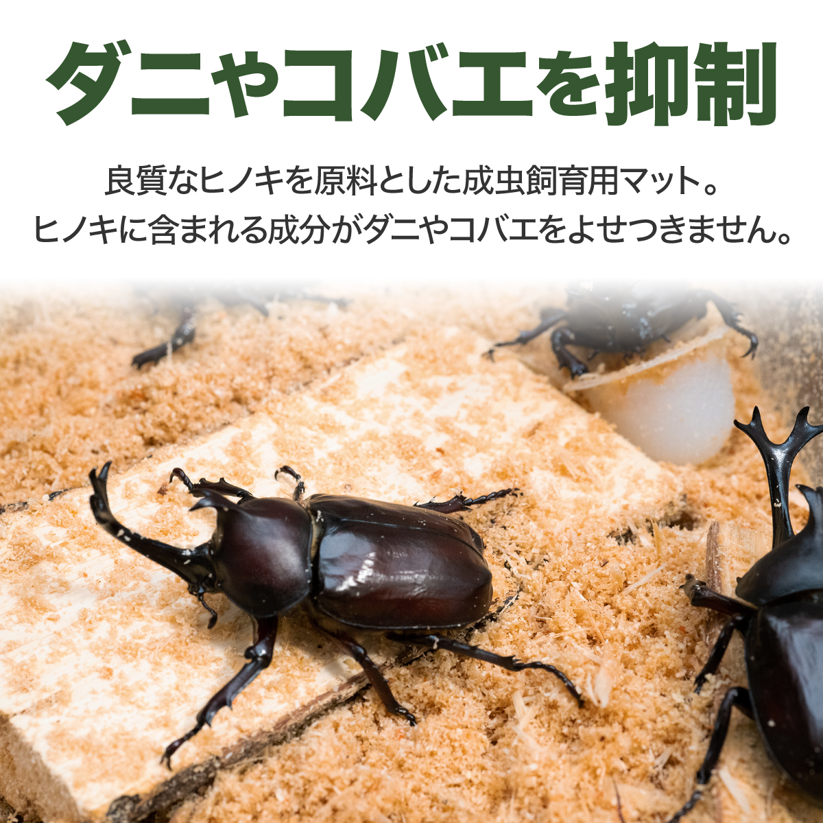 カブト虫マット492：発酵熟成竹：成虫・幼虫・産卵育成用：５０ℓ