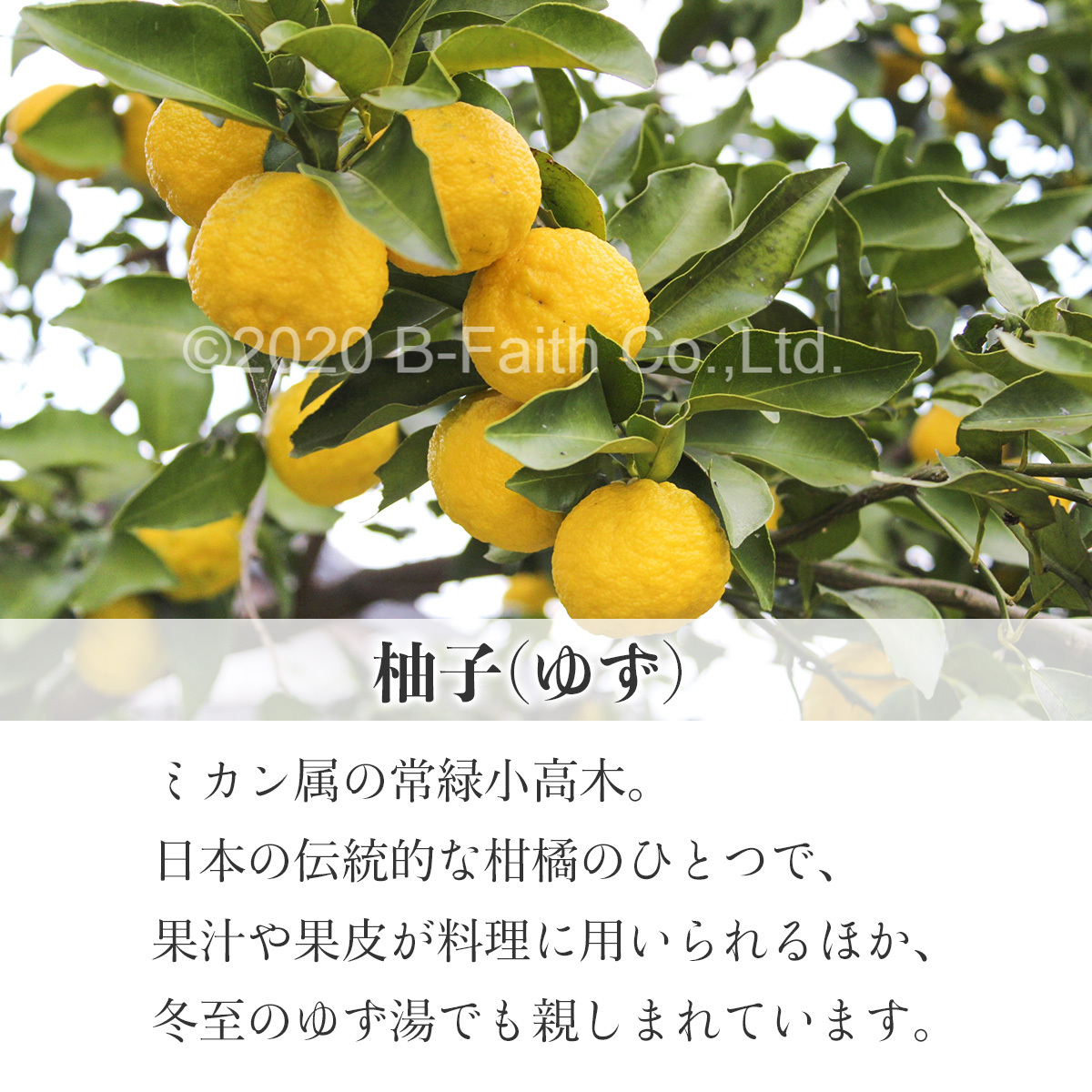 天然100% 柚子 オイル 10ml アロマオイル ゆず 精油 ゆず油