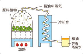 エッセンシャルオイルの水蒸気蒸留法