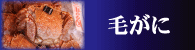 毛蟹を探そう！[毛蟹,毛がに,毛かに,毛ガニ,毛カニ,けがに] 