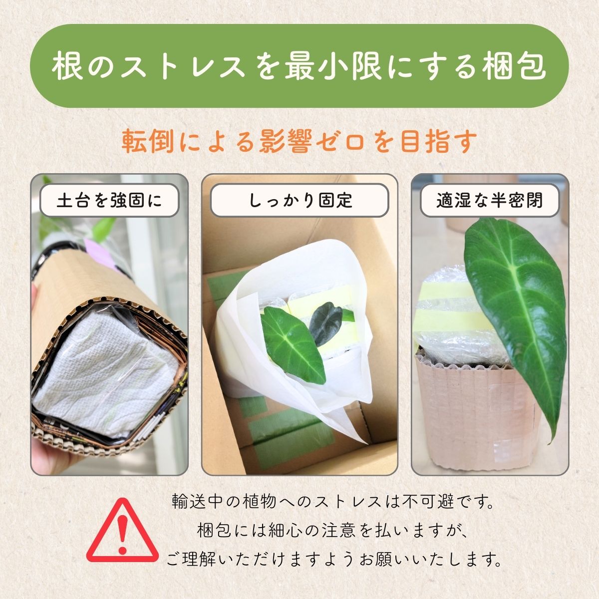 アロカシア 幼苗 配送 梱包方法