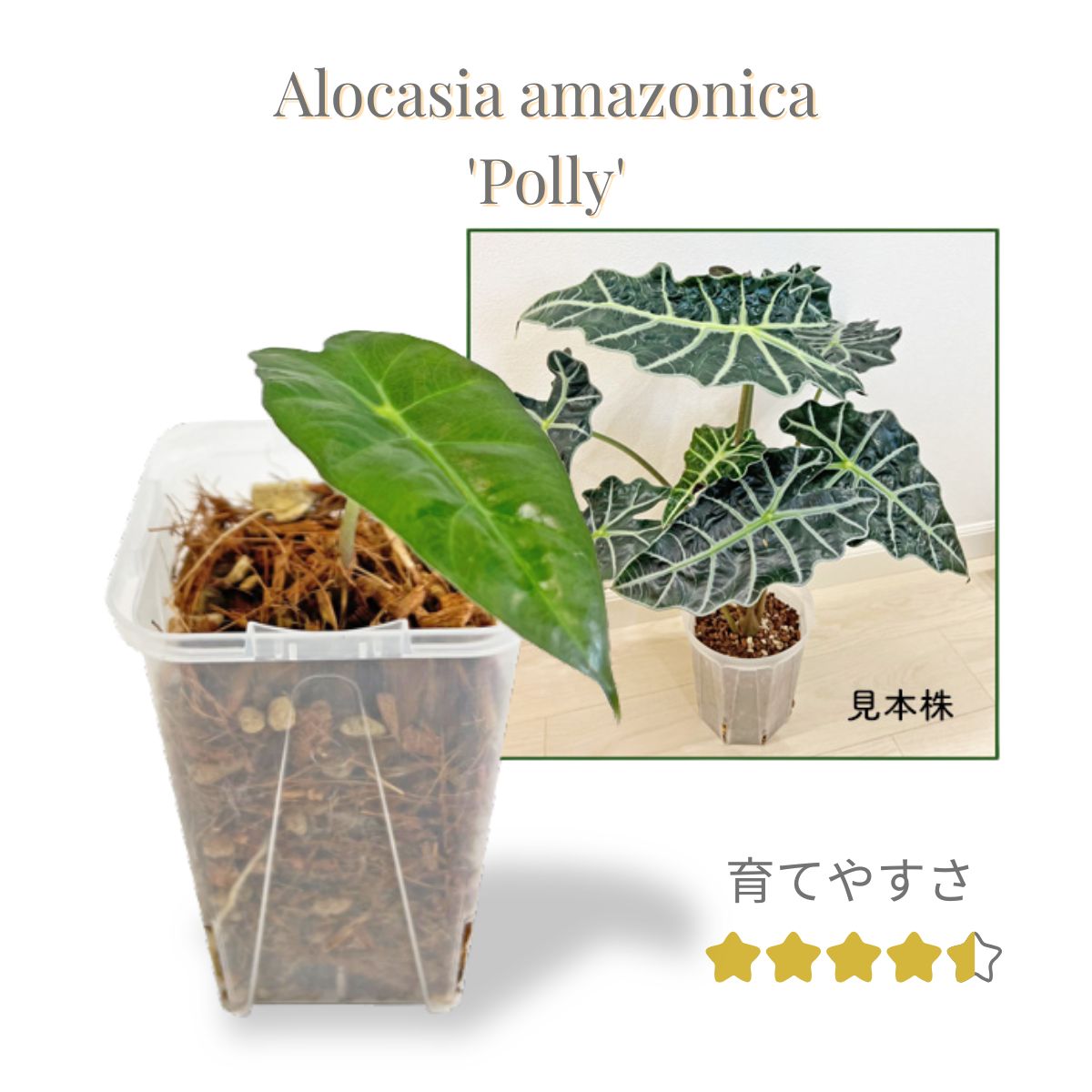 アロカシア アマゾニカ ポリー 幼苗