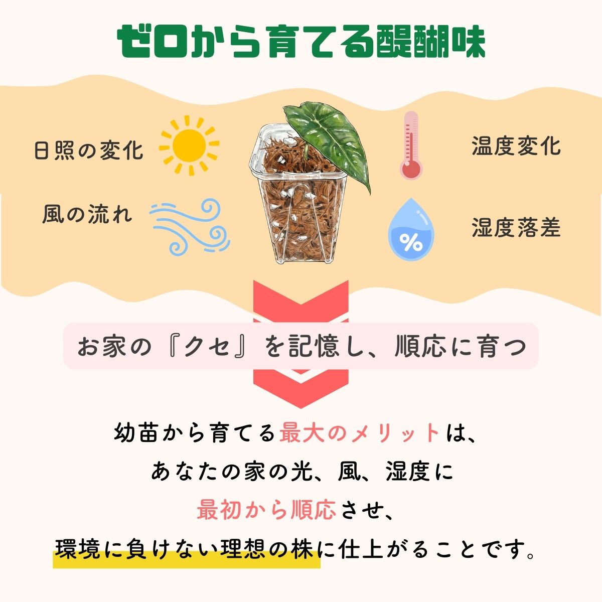 アロカシア 幼苗 育てる醍醐味 メリット