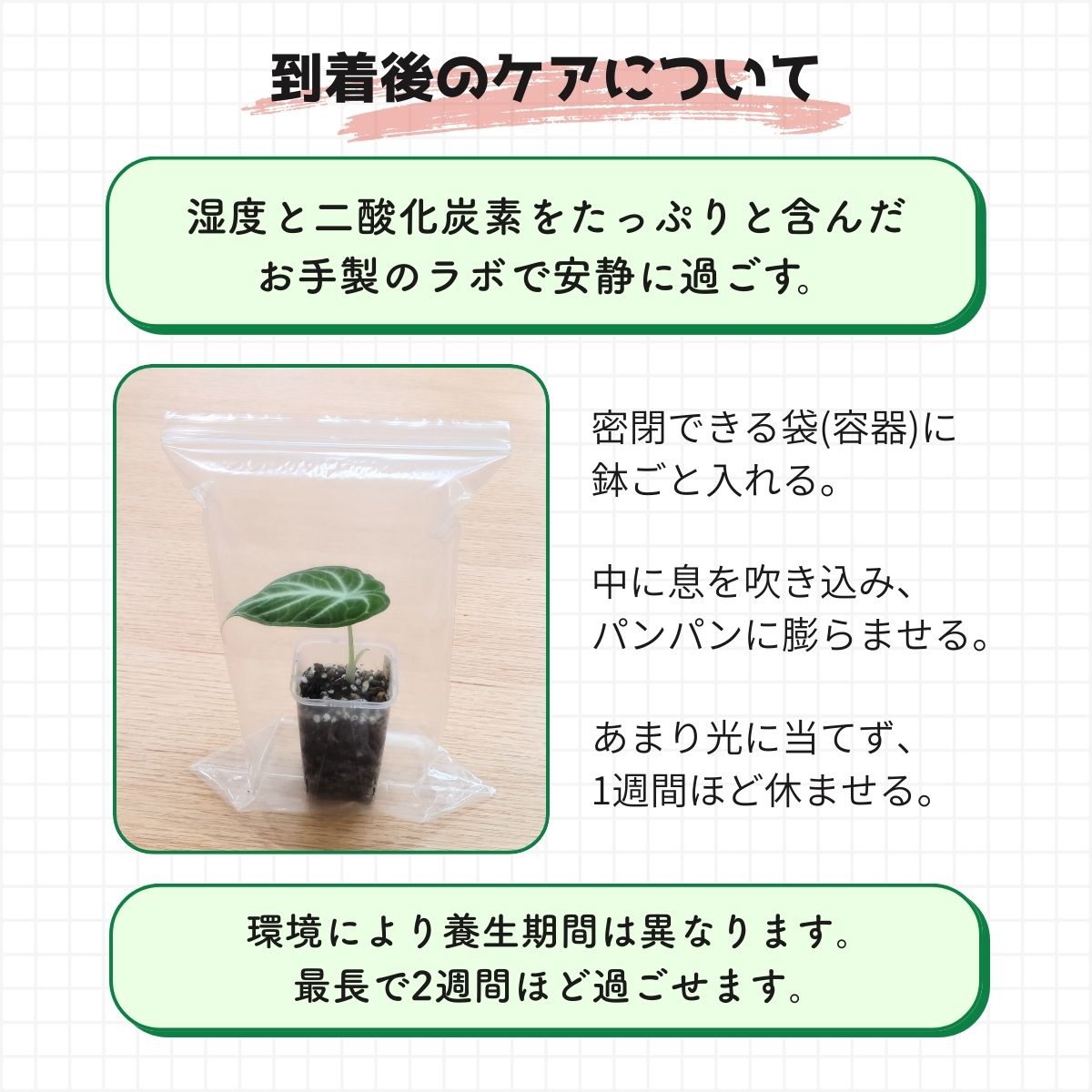 アロカシア 配送後 養生方法 観葉植物 植物ラボ