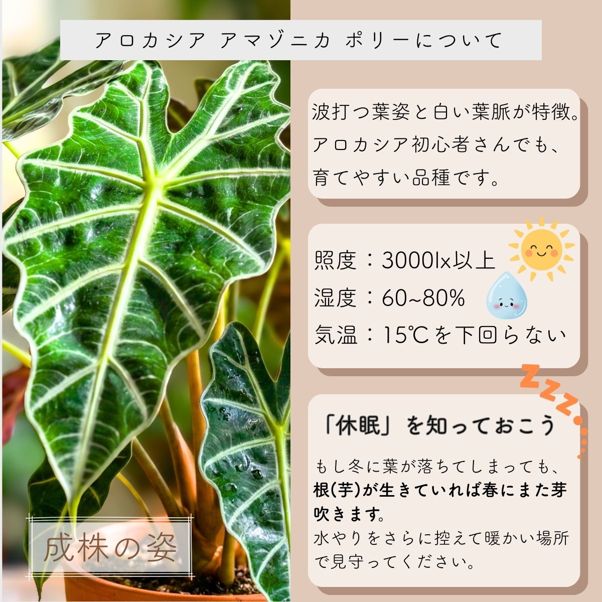 アロカシア アマゾニカ ポリー 成株