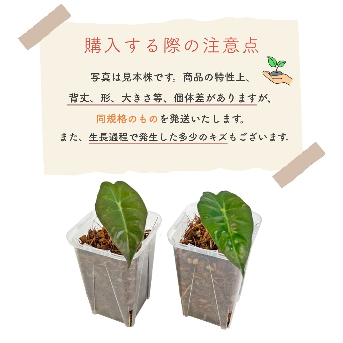 アロカシア ポリー 幼苗 赤ちゃん苗 個体差