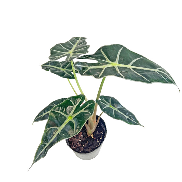 アロカシア アマゾニカポリー 4号 黒ポット サトイモ科 観葉植物