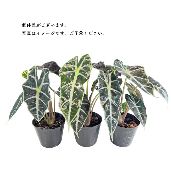 アロカシア　斑入り　４種セット アロカシア アマゾニカポリー 4号 黒ポット サトイモ科 観葉植物