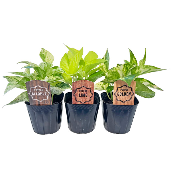 ポトス ゴールデン マーブル ライム 3号 黒ポット 加藤農園 Pothos