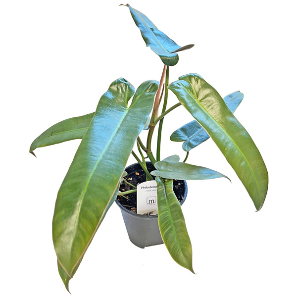 フィロデンドロン アタバポエンセ 3.5号 Philodendron むらかみ園芸 細葉 ツル性 サトイモ科 観葉植物 : suke-24-344 :  BABU - 通販 - Yahoo!ショッピング