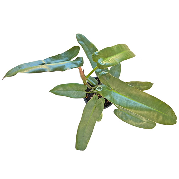 フィロデンドロン アタバポエンセ 3.5号 Philodendron むらかみ