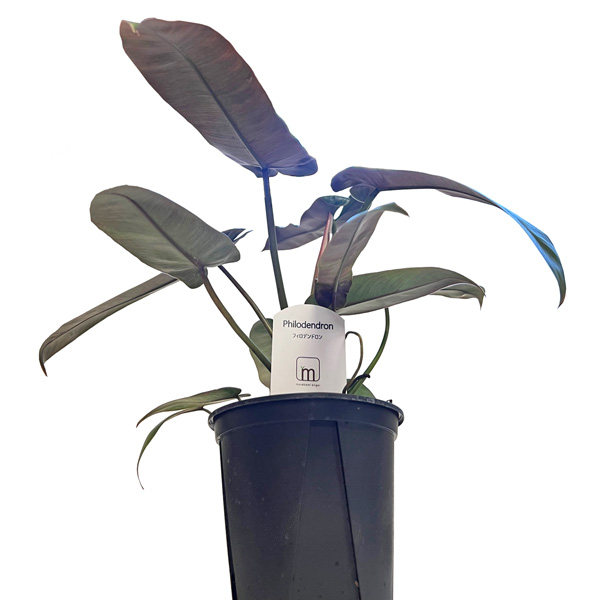 フィロデンドロン アタバポエンセ 3.5号 Philodendron むらかみ