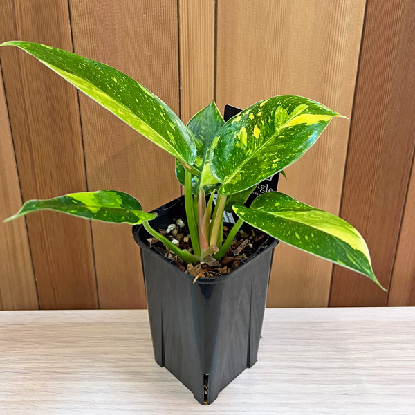フィロデンドロン グリーンコンゴ バリエガータ 3.5号 斑入り アーバン