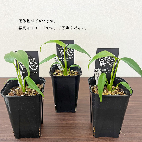 5株セットlsw673モンステラ バールマルクスフレーム ナ*ル様 5株セットlsw673モンステラ バールマルクスフレーム