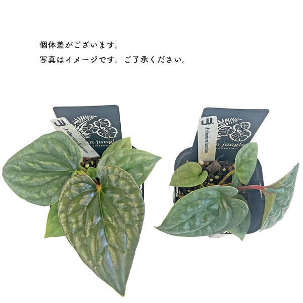 Anthurium luxurians アンスリウム ルクスリアンス 3 🌱 Anthurium luxurians🌱 papillilaminum × luxuriansで