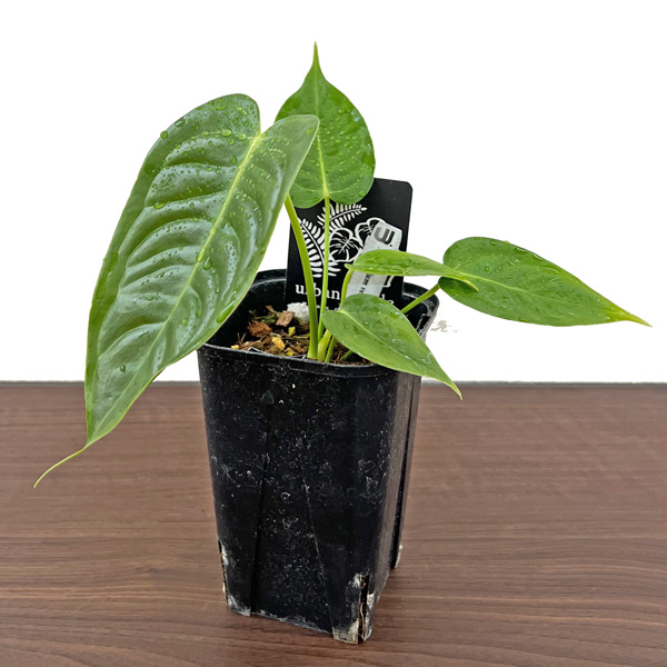 アンスリウム ベイチー 3.5号 アーバンジャングル Anthurium Veitchii