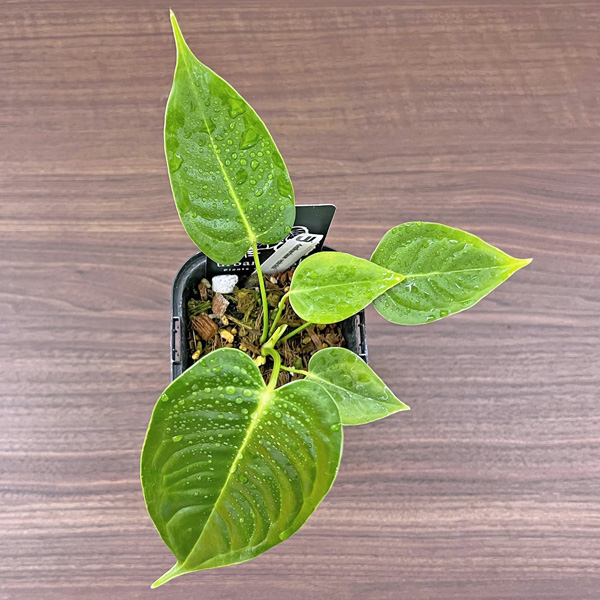 アンスリウム ベイチー 3.5号 アーバンジャングル Anthurium Veitchii