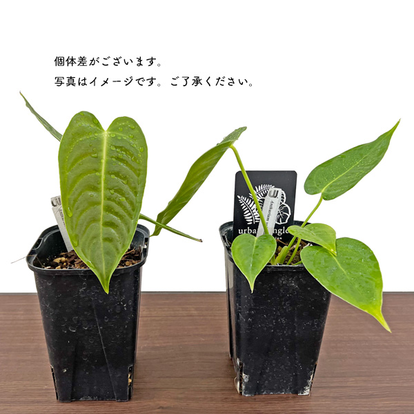 アンスリウム ベイチー 3.5号 アーバンジャングル Anthurium Veitchii