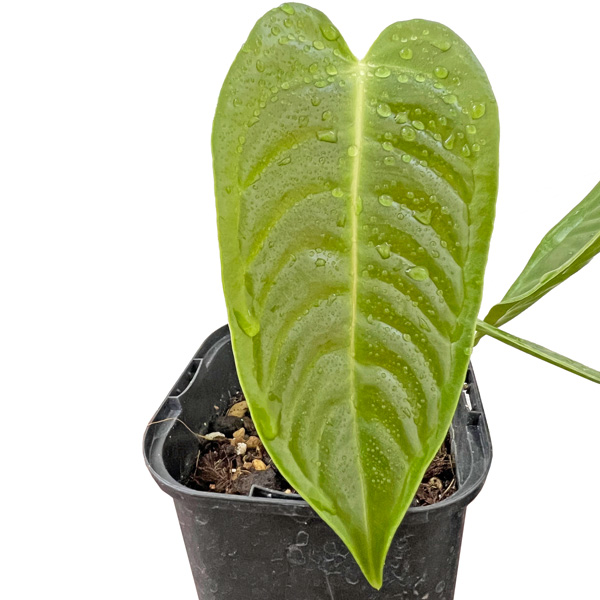 アンスリウム ベイチー 3.5号 アーバンジャングル Anthurium Veitchii