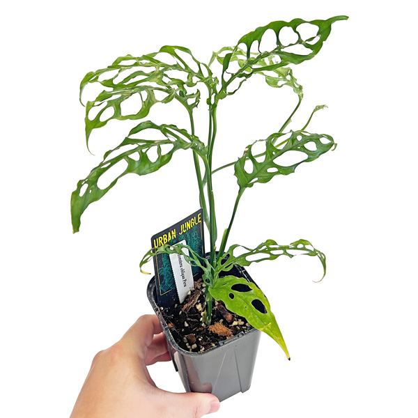 モンステラ オブリクア ペルーフォーム 3.5号 アーバンジャングル