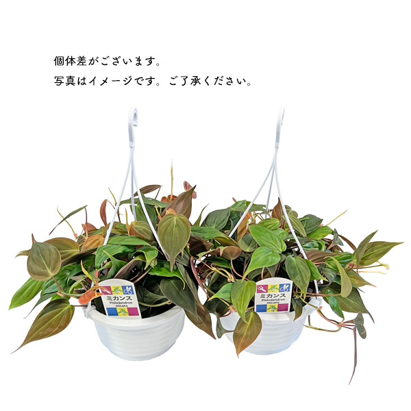 超希少 斑入り　ZZ ザミオクルカス　ミント モンステラ　フィロデンドロン 超希少 斑入り ZZ ザミオクルカス ミント モンステラ