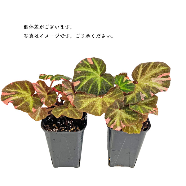 ベゴニア ソリムタータ 斑入り 3.5号 ピンク斑 根茎性ベゴニア 希少
