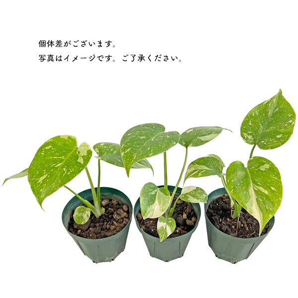 モンステラ タイコンステレーション 斑入り 3号 バリエガータ モンステラ タイコンステレーション 斑入り 3号 バリエガータ
