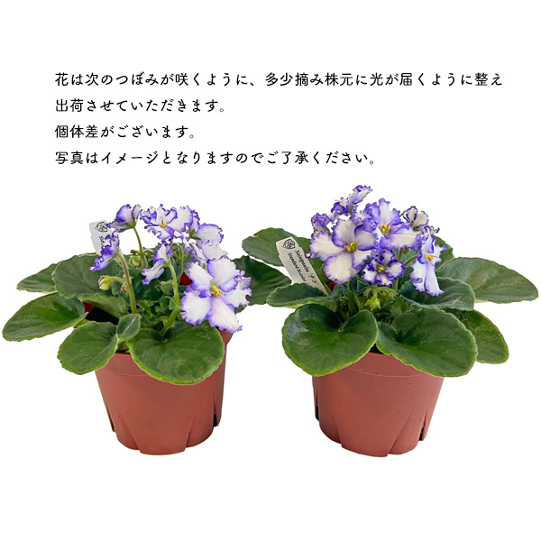 セントポーリア チコ 3.5号 パープル 開花株 バイカラー 苗 アフリカ