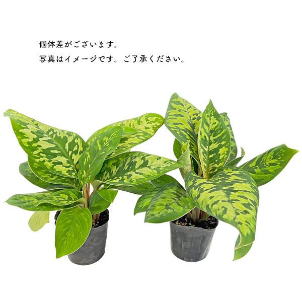 ホマロメナ ワリシー カモフラージュ 3号 迷彩柄 観葉植物 Homalomena