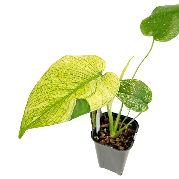 現品 モンステラ ホワイトモンスター 3.5号 WM004 天津蘭 アーバン