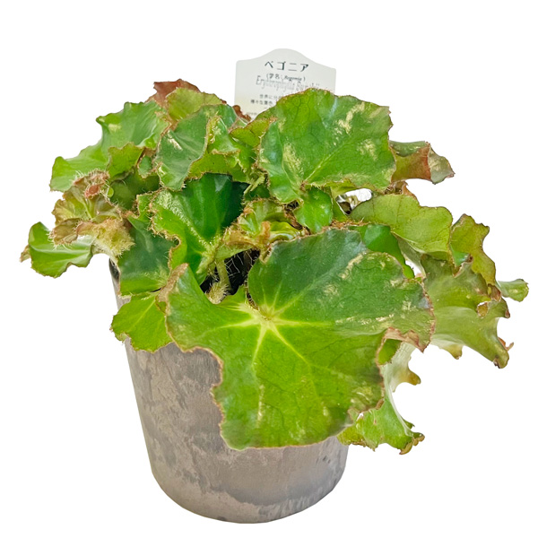 TVP様専用❣️ 特価❣️高級原種ベゴニア4点セット Begonia B